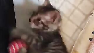 Kitten Pudding, meet Harriet the food thief