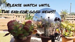 Rescue Cat News, Harrison, Pudding, Kittens and Torro