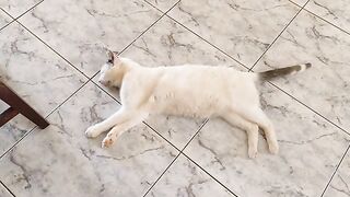 Who Shot the Sheriff? Kittens Suspected
