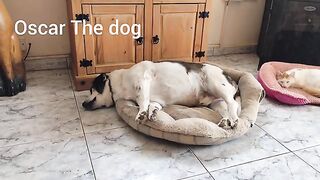 Oscar the Rescue Dog in The BIG sleep