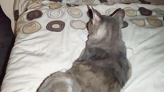 Grey Grey  my little love