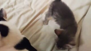 There goes my  Harriet found the Bed.