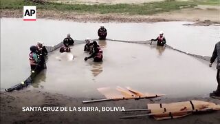 Rescuers save 27 stranded pink river dolphins in Bolivias Santa Cruz