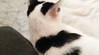 Cat black 3