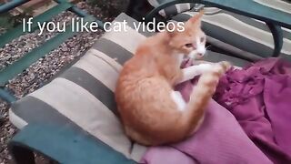 Rescue Cats 2