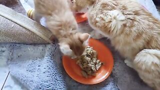 Rescue Cat Maggie and her little family.