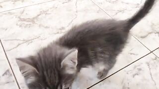 The kittens are loose!