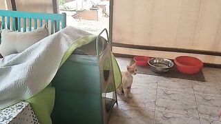 Abuse of trust? Helping Stray Cat Baron.