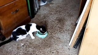 Bean, rescue kitten, has lunch in peace while I struggle with pesky gimbal