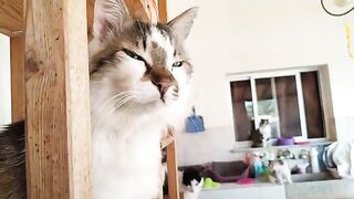 Feral cat Baron in his Summer Clothes