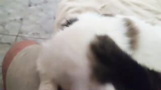 Deaf Rescue Cat?