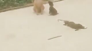 No one should be spared, humans and animals suffer a lot