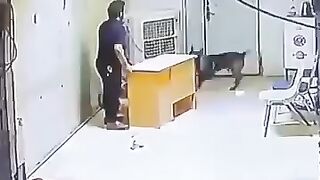 Funny dog