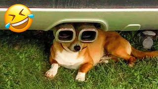 Funniest Dogs And Cats Videos ???? - Best Funny Animal Videos ????