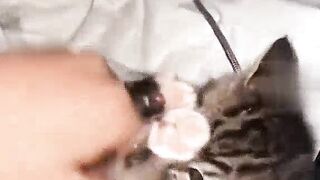 Funny cats