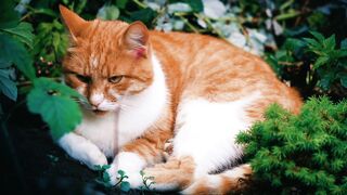 Cat video