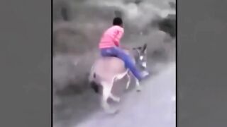 Funniest Animals Moments Part 08.(720p).