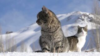Cute Animals for When You are Stressed