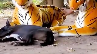 Very funny video