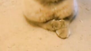 Cat plays