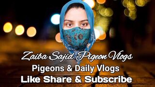 How_To_Train_Pigeon_Come_On_Hand_Special_Video_For_Pigeon_Lover's_By_Zaiba_Sajid_Pigeon_Vlogs(1080p).