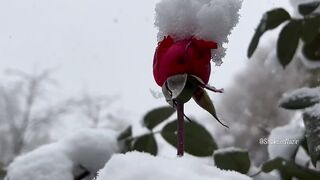 Love Snow video status ????