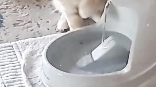 Cute Pet TIkToks That Would Like a Treat ❤️