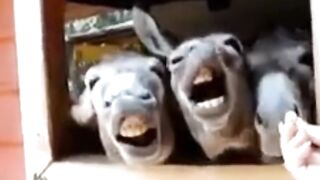 Funny donkey