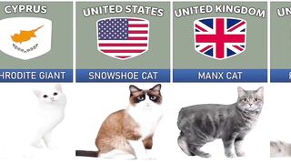 Cat From Different Countries