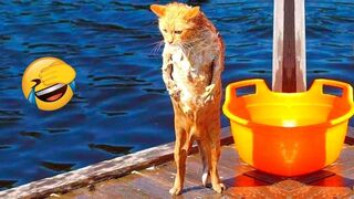 You Laugh, You lose - Funniest Cats and Dogs Part 7