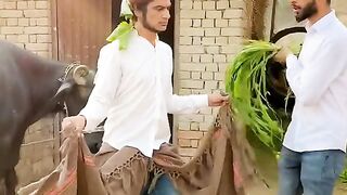 Tiktok funny video short
