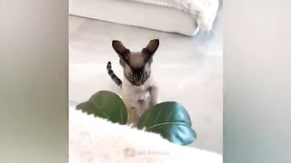 Beautiful cat fun 2022