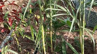 Cemented kiyari with plants