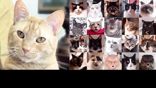 Cat singing Your Don't own me parody song. Fun
