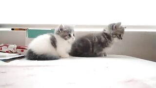 Beautiful cat and dog 2022
