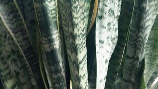 Sansevieria plant