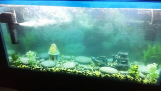 Aqurium