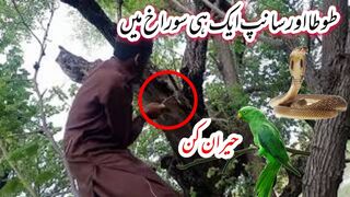 Parrots and snakes live in the same house|Tota or sanp ak Aik he Ghr main rety hain||Village life