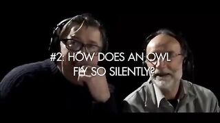 How does an owl fly so silently?