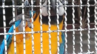A Parrot In Captive Caged In A Zoo