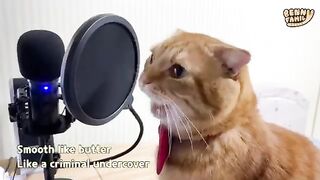 Cat singing BTS butter songs. Fun