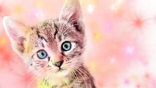 Best Kittycat song official feat. Grumpy fun