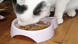 Look how slowly Mr Marengo  will eat all of it but it takes over 10 minutes.