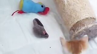 The 3 remaining kittens look like they may pull  job, Tina.