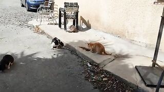 Some lunch for stray cats