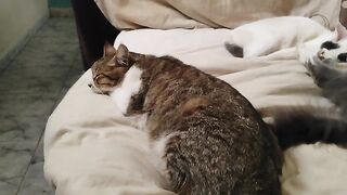 Happy Birthday, Rescuecatsandstuff! 2 years old today.