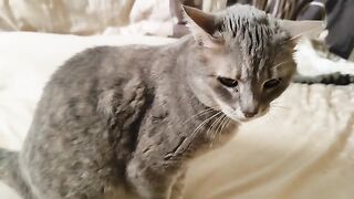 The cats got Littleuns tongue rescuecats