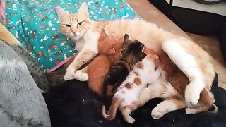Mummy Cat and her 5 kittens