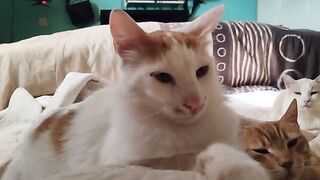 Sheriff Marengo can smell chicken rustling a mile away rescuecats