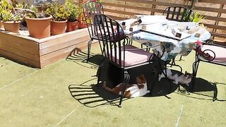 Bruiser of the Yard in The Curious Case of the Smell of Roasting Chicken.